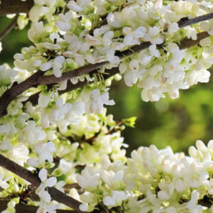 Cercis chinensis Shirobana