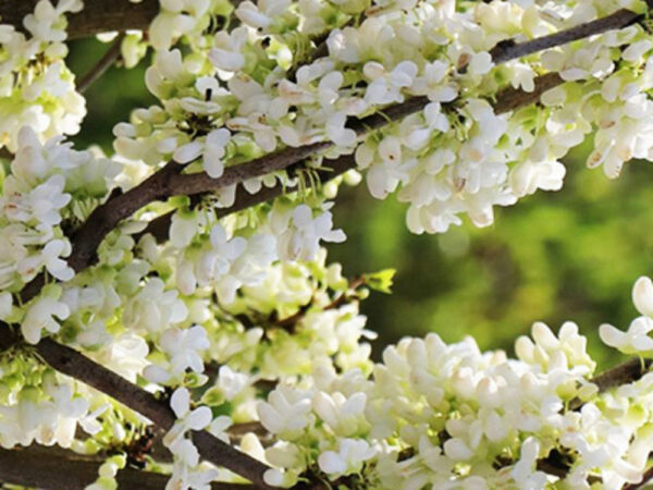 Cercis chinensis Shirobana