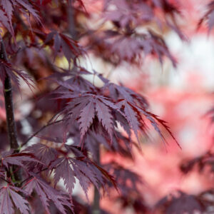 Acer palmatum Black Lace