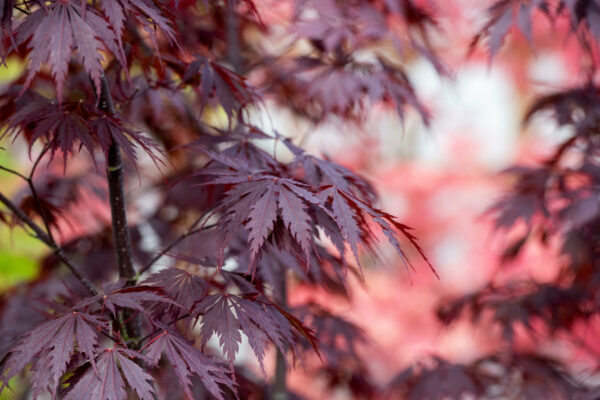 Acer palmatum Black Lace