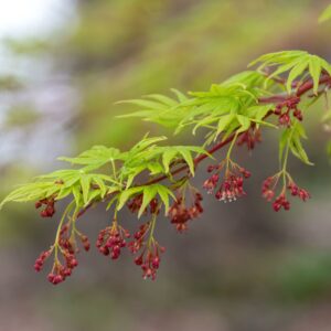 Acer palmatum Japanese Sunrise