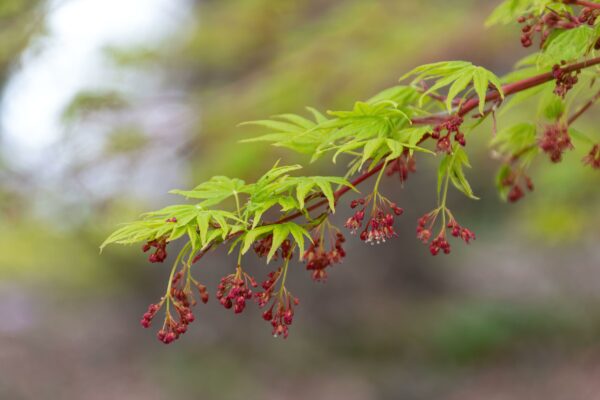 Acer palmatum Japanese Sunrise