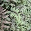 Athyrium niponicum Metallicum - 2L