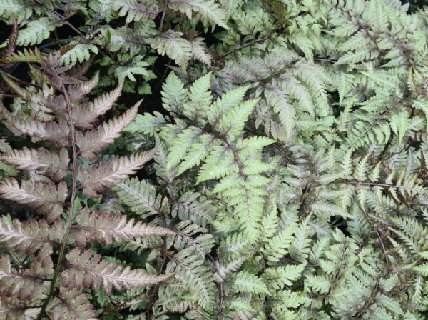 Athyrium niponicum Metallicum