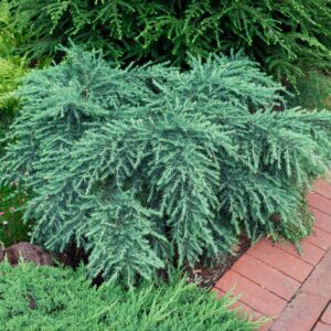 Cedrus deodara Feelin' Blue