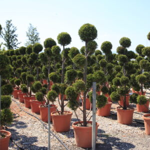 Cupressus Castlewellan Gold / Castlewellan Gold Cypress Pom poms