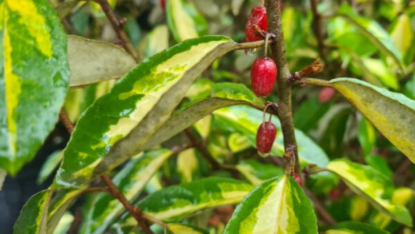 Elaeagnus ebbengei 'Limelight' - Image 2