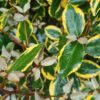 Elaeagnus ebbengei 'Vivileg' - 45L 100-125cm