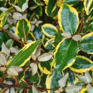 Elaeagnus ebbengei 'Vivileg'