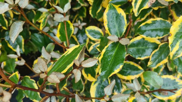 Elaeagnus ebbengei 'Vivileg'