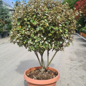 Elaeagnus ebbengei 'Vivileg' Parachute