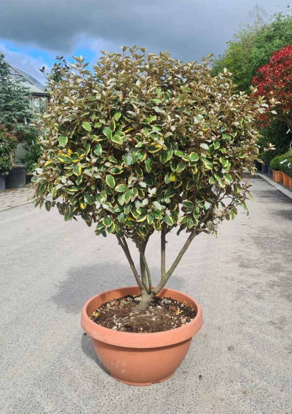 Elaeagnus ebbengei 'Vivileg' Parachute