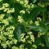 Euonymus japonicus - 10L 80-100cm
