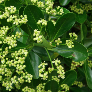 Euonymus japonicus