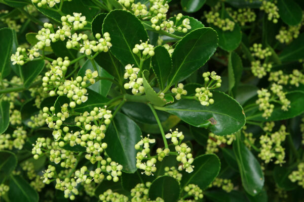 Euonymus japonicus