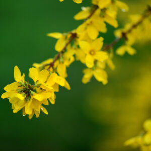 Forsythia Weekend