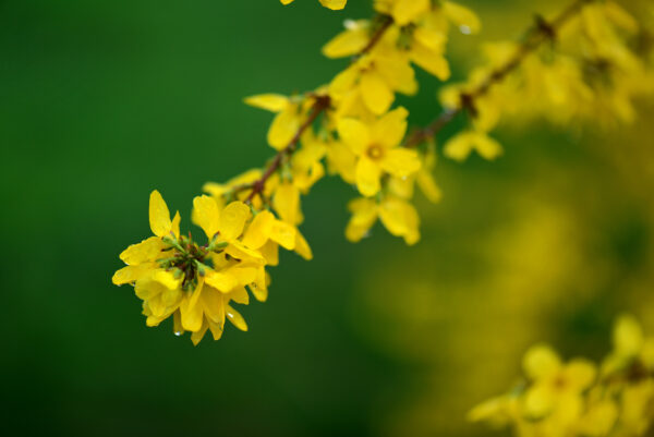 Forsythia Weekend