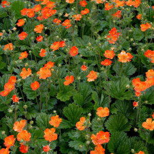Geum Borisii