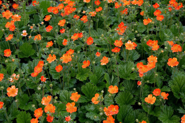 Geum Borisii