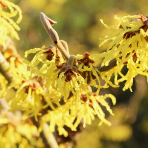 Hamamelis int. 'Westerstede'