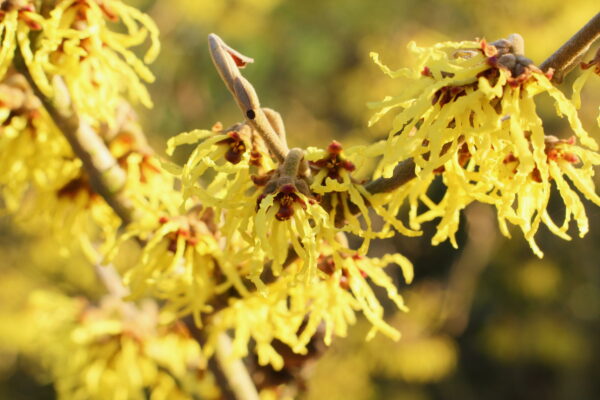 Hamamelis int. 'Westerstede'