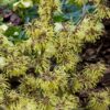 Hamamelis int. 'Pallida' - 35L 125-150cm