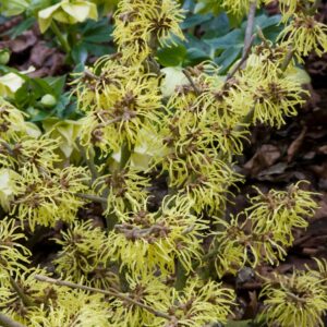 Hamamelis int. 'Pallida'