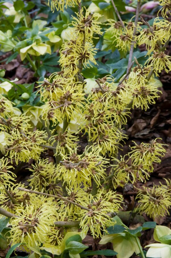 Hamamelis int. 'Pallida'