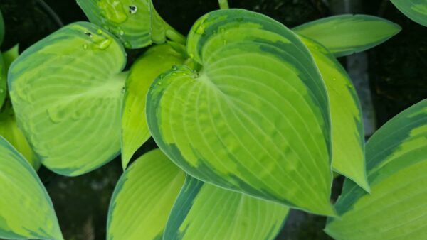 Hosta 'June' - Image 2