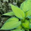 Hosta 'June' - 3L