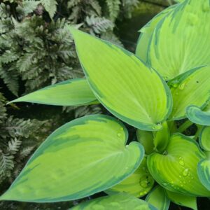Hosta 'June'