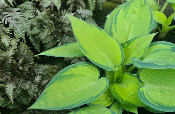 Hosta 'June'