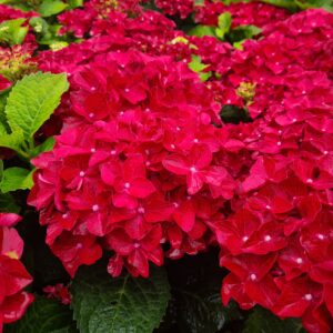 Hydrangea macrophylla Firewings