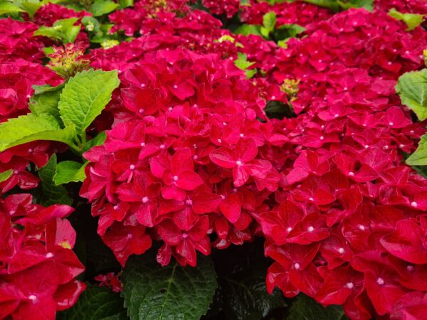 Hydrangea macrophylla Firewings