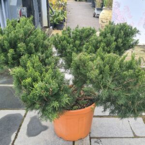 Juniper x media Mint Julep Bonsai