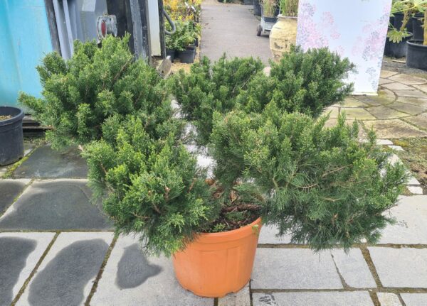 Juniper x media Mint Julep Bonsai
