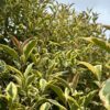 Ligustrum japonicum Aureum Standard Tree - 150L 25-30cm girth, Standard