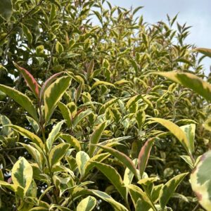 Ligustrum japonicum Aureum Standard Tree