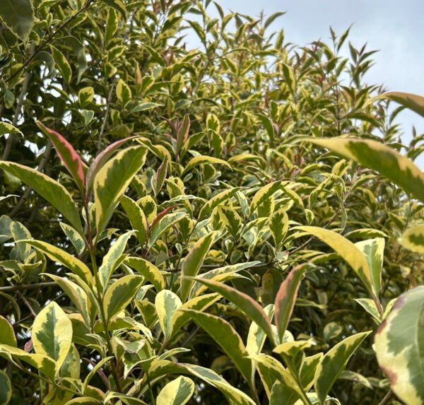 Ligustrum japonicum Aureum Standard Tree