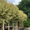 Ligustrum japonicum Aureum Standard Tree - Image 2