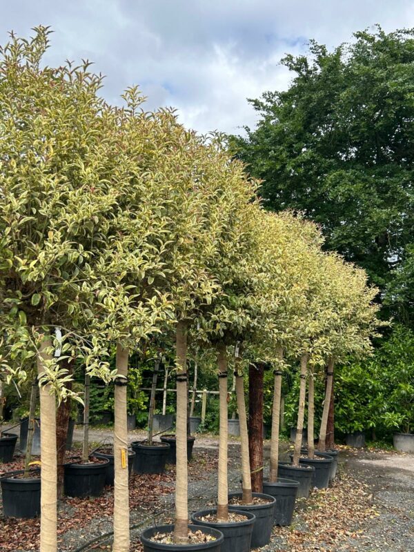 Ligustrum japonicum Aureum Standard Tree - Image 2