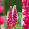 Lupinus The Pages - 2L