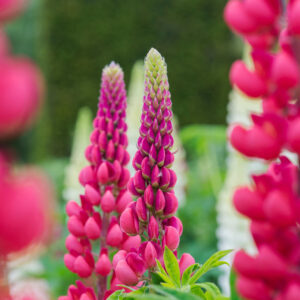 Lupinus The Pages