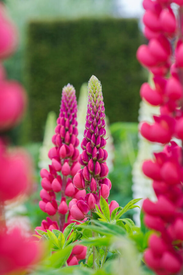 Lupinus The Pages