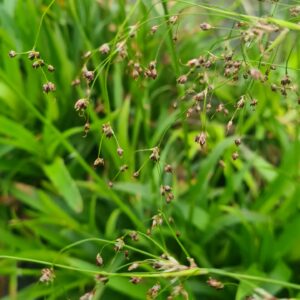 Luzula sylvatica
