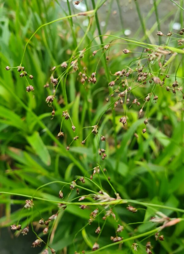 Luzula sylvatica