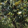 Magnolia grandiflora Gallisonensis / Evergreen Magnolia - Parachute - 180L 200-250cm Parachute