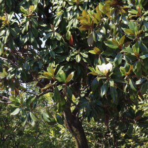 Magnolia grandiflora Gallisonensis / Evergreen Magnolia - Parachute