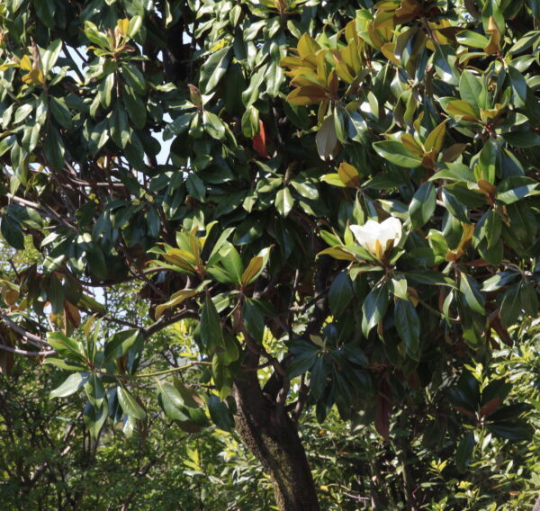 Magnolia grandiflora Gallisonensis / Evergreen Magnolia - Parachute