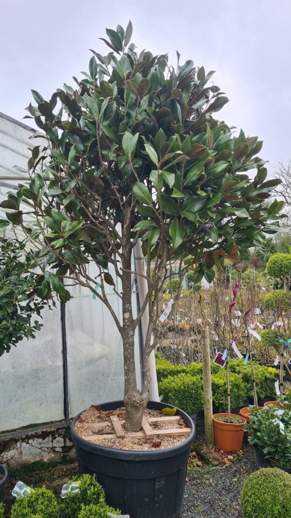 Magnolia grandiflora Gallisonensis / Evergreen Magnolia - Parachute - Image 2
